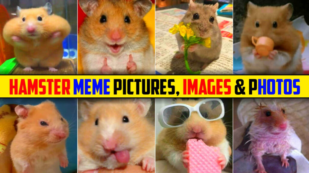 Hamster Meme Funny Pictures, Photos & Wallpapers 2024